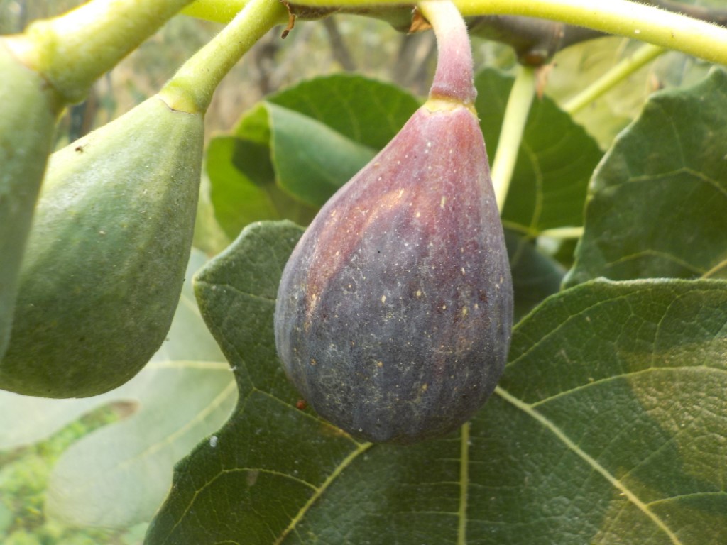 images/stories/virtuemart/product/Petit negri